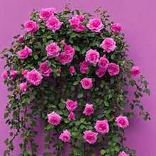 BIG GARDEN: Semillas de Rosa Trepadora Rosa Fucsia - 50 Semillas, Flor Rosa Intenso con Fragancia, Crecimiento Vigoroso, Perfecta para Jardines y Decoración Vertical - Multicolor - Ver 3