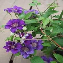 ¡Regalo perfecto para el Día de la Madre! 100 semillas de Clemátide 'Love Show', fáciles de cultivar y florecer. Ideal para macetas de balcón o jardín. Bricolaje de jardinería creativa, decora el hogar y disfruta de la plantación. ¡Regalo único para mayores, amigos y amantes de la jardinería, contempla la vida florecer! - Multicolor - Ver 2