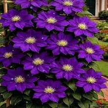 ¡Regalo perfecto para el Día de la Madre! 100 semillas de Clemátide 'Love Show', fáciles de cultivar y florecer. Ideal para macetas de balcón o jardín. Bricolaje de jardinería creativa, decora el hogar y disfruta de la plantación. ¡Regalo único para mayores, amigos y amantes de la jardinería, contempla la vida florecer! - Multicolor - Ver 11