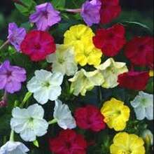 BIG GARDEN: Semillas de Mirabilis - 100 Semillas, Colores Variados, Resistente a Climas Calurosos, Planta Decorativa con Floración Vespertina - Multicolor - Ver 10