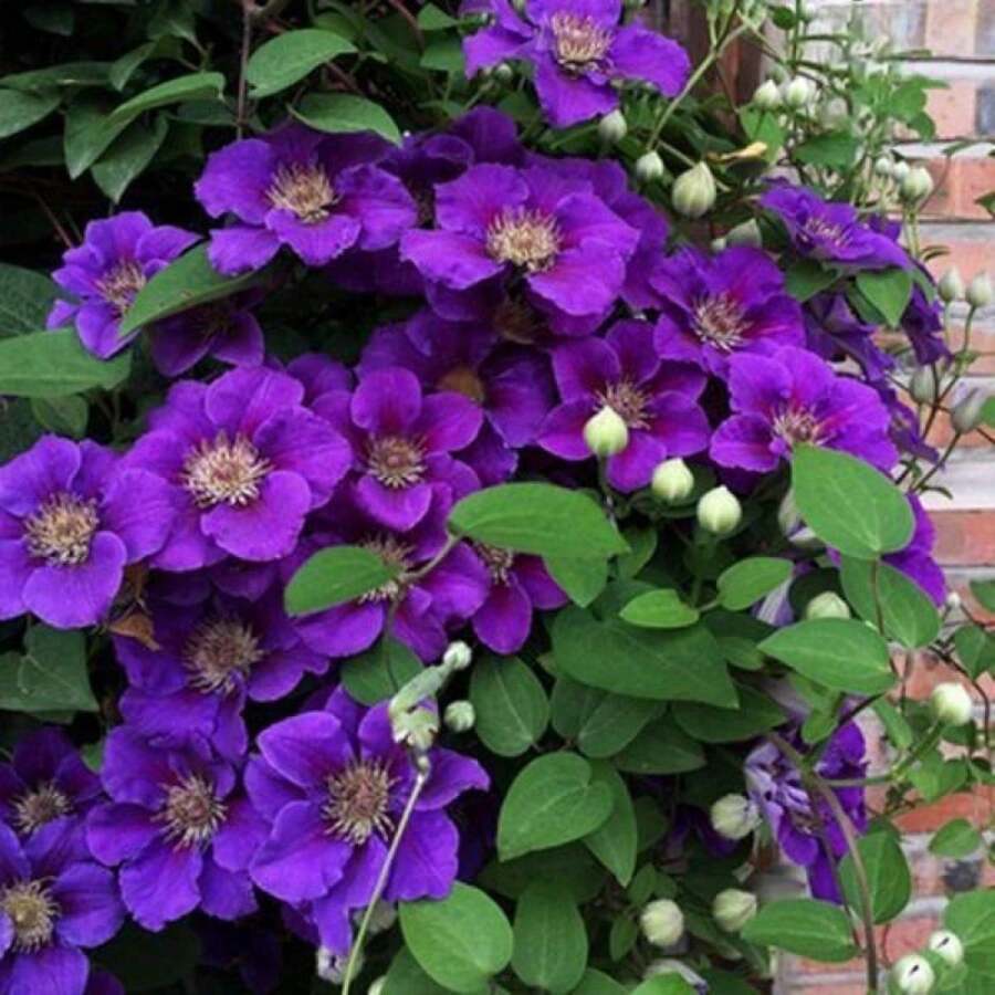 ¡Regalo perfecto para el Día de la Madre! 100 semillas de Clemátide 'Love Show', fáciles de cultivar y florecer. Ideal para macetas de balcón o jardín. Bricolaje de jardinería creativa, decora el hogar y disfruta de la plantación. ¡Regalo único para mayores, amigos y amantes de la jardinería, contempla la vida florecer! - Multicolor - Ver 1