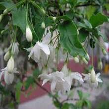 30 Semillas de Jazmín Llorón Blanco - Regalo Perfecto para Jardineros: Ideal para Cumpleaños, Bodas y Días Festivos. Fácil Cultivo en Interiores/Exteriores, Flores Fragantes y Decorativas. ¡Planta Semillas y Disfruta de un Jardín Elegante! - Multicolor - Ver 4