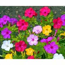 BIG GARDEN: Semillas de Mirabilis - 100 Semillas, Colores Variados, Resistente a Climas Calurosos, Planta Decorativa con Floración Vespertina - Multicolor - Ver 11