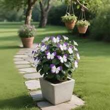 Gaura 'Mariposa Púrpura' - 100 Semillas - Misterio y Espiritualidad - Multicolor - Ver 11