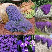 100 Semillas de Tomillo Violeta Hielo, Aroma Fresco, Flores de Tono Violeta Claro - Multicolor - Ver 6