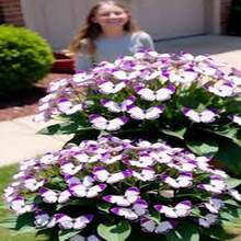 Gaura 'Mariposa Púrpura' - 100 Semillas - Misterio y Espiritualidad - Multicolor - Ver 9