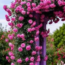 BIG GARDEN: Semillas de Rosa Trepadora Rosa Fucsia - 50 Semillas, Flor Rosa Intenso con Fragancia, Crecimiento Vigoroso, Perfecta para Jardines y Decoración Vertical - Multicolor - Ver 4