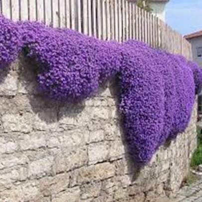 100 Semillas de Tomillo Violeta Hielo, Aroma Fresco, Flores de Tono Violeta Claro