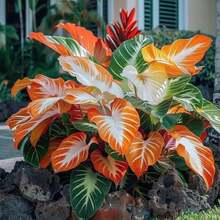 Live Plants - 100 piezas/semilla - Ver 3