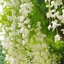 30 Semillas de Jazmín Llorón Blanco - Regalo Perfecto para Jardineros: Ideal para Cumpleaños, Bodas y Días Festivos. Fácil Cultivo en Interiores/Exteriores, Flores Fragantes y Decorativas. ¡Planta Semillas y Disfruta de un Jardín Elegante! - Multicolor - Ver 9