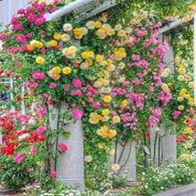 BIG GARDEN: Semillas de Rosa Trepadora Multicolor - 50 Semillas, Floración Abundante y Colorida, Ideal para Decorar Espacios Verticales - Multicolor - Ver 3