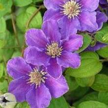 ¡Regalo perfecto para el Día de la Madre! 100 semillas de Clemátide 'Love Show', fáciles de cultivar y florecer. Ideal para macetas de balcón o jardín. Bricolaje de jardinería creativa, decora el hogar y disfruta de la plantación. ¡Regalo único para mayores, amigos y amantes de la jardinería, contempla la vida florecer! - Multicolor - Ver 8