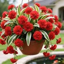BIG GARDEN: Semillas de Lirio Colgante Multicolor - 115 Semillas, Floración Variada, Ideal para Macetas Colgantes y Decoración de Interiores - Rojo - Ver 7