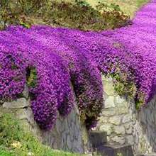 100 Semillas de Tomillo Violeta Hielo, Aroma Fresco, Flores de Tono Violeta Claro - Multicolor - Ver 11