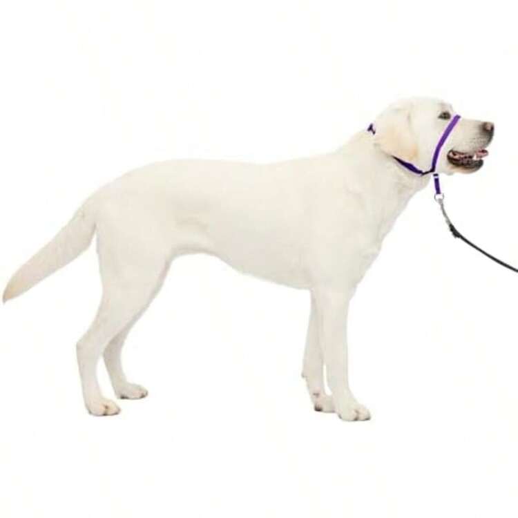 PetSafe Gentle Leader - Collar para Perro sin tirones, Azul Royal, Small Up to 25 LB.(Large 60-130 Lb. Púrpura profundo) - Tipo 1 - Añade 2