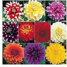 BIG GARDEN: set de 4 variedades de dalia (50 semillas cada una, 200 semillas mixtas), cultivo floral variado, ideal para jardines coloridos durante la temporada. - Multicolor - Ver 6