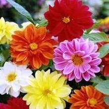 BIG GARDEN: set de 4 variedades de dalia (50 semillas cada una, 200 semillas mixtas), cultivo floral variado, ideal para jardines coloridos durante la temporada. - Multicolor - Ver 10