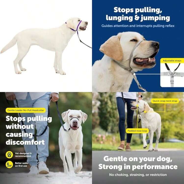 PetSafe Gentle Leader - Collar para Perro sin tirones, Azul Royal, Small Up to 25 LB.(Large 60-130 Lb. Púrpura profundo) - Tipo 1 - Añade 1