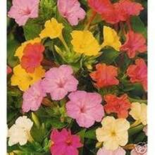 BIG GARDEN: Semillas de Mirabilis - 100 Semillas, Colores Variados, Resistente a Climas Calurosos, Planta Decorativa con Floración Vespertina - Multicolor - Ver 9