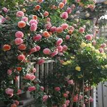 BIG GARDEN: Semillas de Rosa Trepadora Multicolor - 50 Semillas, Floración Abundante y Colorida, Ideal para Decorar Espacios Verticales - Multicolor - Ver 7