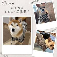 犬 服 ドッグウェア ボーダー パーカー 冬服 犬服 小型犬 中型犬 大型犬 お揃い ペアルック コットン ブラック 2XL - ブラウン + 3XL - チェックする 8