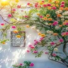 BIG GARDEN: Semillas de Rosa Trepadora Multicolor - 50 Semillas, Floración Abundante y Colorida, Ideal para Decorar Espacios Verticales - Multicolor - Ver 6