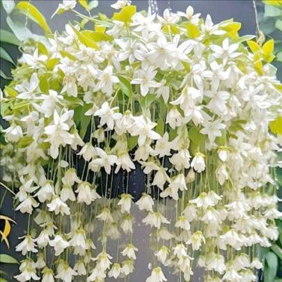 30 Semillas de Jazmín Llorón Blanco - Regalo Perfecto para Jardineros: Ideal para Cumpleaños, Bodas y Días Festivos. Fácil Cultivo en Interiores/Exteriores, Flores Fragantes y Decorativas. ¡Planta Semillas y Disfruta de un Jardín Elegante!