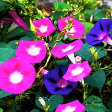 100 Semillas de Campanilla - Regalo Perfecto para Jardineros, Día de la Madre, Navidad. Ideal para Balcones, Jardines y Decoración Hogareña. Fácil Cultivo, Flores Coloridas y Aromáticas. ¡Planta y Disfruta de la Naturaleza! - Multicolor - Ver 2