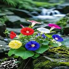 100 Semillas de Campanilla - Regalo Perfecto para Jardineros, Día de la Madre, Navidad. Ideal para Balcones, Jardines y Decoración Hogareña. Fácil Cultivo, Flores Coloridas y Aromáticas. ¡Planta y Disfruta de la Naturaleza! - Multicolor - Ver 6