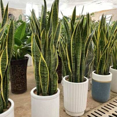 True Snake Vine Plant San Sevia Triple Belt Seed, Indoor Low Maintenance, Indoor Plant, Container, Lawyer Tongue San Sevia Plant, Unique Plant