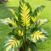 Live Plants - 100 piezas/semilla - Ver 2