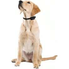 Pet Basic Dog Collars - Type6 - View 8