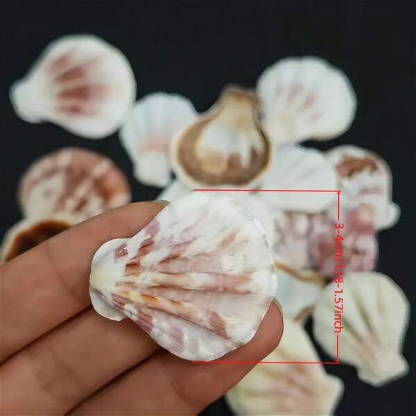 50/152/200g 天然扇贝壳碎片 - 预切贝壳工艺品，具有复杂的扇贝边缘和锯齿状内层，节日装饰，节日礼物，适用于 DIY 马赛克、风铃、婚礼装饰、珠宝制作 - 棕色、粉色、白色、米色、金色、灰色、黑色 - 沿海家居装饰、派对工艺品、情人节礼物、海滩主题物品 - 耐用且易于使用的工艺材料