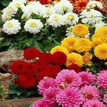 BIG GARDEN: set de 4 variedades de dalia (50 semillas cada una, 200 semillas mixtas), cultivo floral variado, ideal para jardines coloridos durante la temporada. - Multicolor - Ver 8