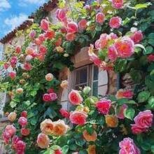 BIG GARDEN: Semillas de Rosa Trepadora Multicolor - 50 Semillas, Floración Abundante y Colorida, Ideal para Decorar Espacios Verticales - Multicolor - Ver 5