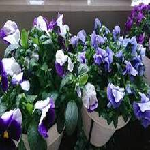 Gaura 'Mariposa Púrpura' - 100 Semillas - Misterio y Espiritualidad - Multicolor - Ver 4