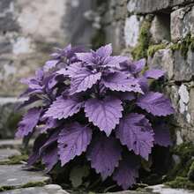 Live Plants - 99 piezas/semilla - Ver 2