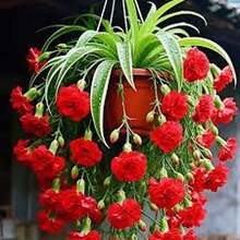 BIG GARDEN: Semillas de Lirio Colgante Multicolor - 115 Semillas, Floración Variada, Ideal para Macetas Colgantes y Decoración de Interiores - Rojo - Ver 8