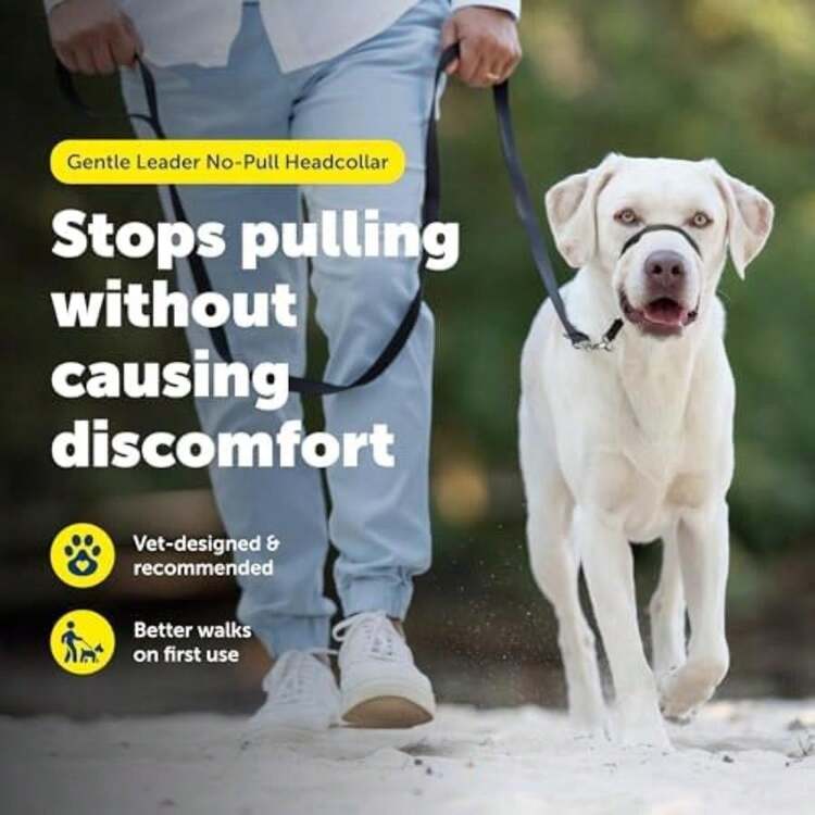 PetSafe Gentle Leader - Collar para Perro sin tirones, Azul Royal, Small Up to 25 LB.(Large 60-130 Lb. Púrpura profundo) - Tipo 1 - Añade 3