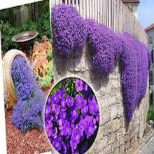 100 Semillas de Tomillo Violeta Hielo, Aroma Fresco, Flores de Tono Violeta Claro - Multicolor - Ver 3