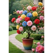 105 Yellow Rose Seeds - Colorful Giant Rose Seeds - Bloom In Pots, Balconies And Small Gardens! - 105 mục (M001#1) - Xem 3