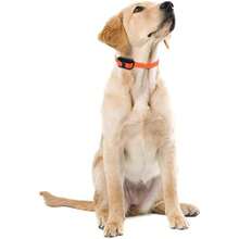 Educator Collar de entrenamiento para perros, control remoto, 100 niveles de estimulación, sensación de golpeo, luz nocturna, impermeable, recargable, 1 milla, negro(anaranjado, (Upland Orange) 1 Mile 1 Dog) - Tipo 7 - Ver 8