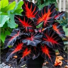 100 Easy-To-Grow Elephant Ear Bean Seeds For Strong, Hardy Perennials For Stunning Gardens And Beautiful Outdoor Flowers - Biến thể 1 - Xem 4