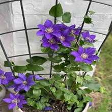 ¡Regalo perfecto para el Día de la Madre! 100 semillas de Clemátide 'Love Show', fáciles de cultivar y florecer. Ideal para macetas de balcón o jardín. Bricolaje de jardinería creativa, decora el hogar y disfruta de la plantación. ¡Regalo único para mayores, amigos y amantes de la jardinería, contempla la vida florecer! - Multicolor - Ver 6