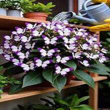 Gaura 'Mariposa Púrpura' - 100 Semillas - Misterio y Espiritualidad - Multicolor - Ver 8