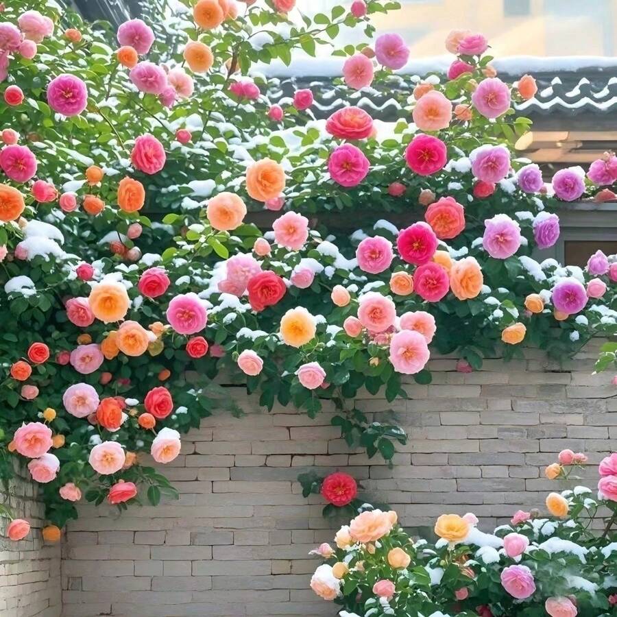 BIG GARDEN: Semillas de Rosa Trepadora Multicolor - 50 Semillas, Floración Abundante y Colorida, Ideal para Decorar Espacios Verticales - Multicolor - Ver 1