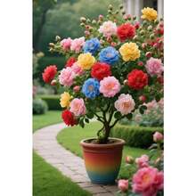 105 Yellow Rose Seeds - Colorful Giant Rose Seeds - Bloom In Pots, Balconies And Small Gardens! - 105 mục (M001#1) - Xem 4