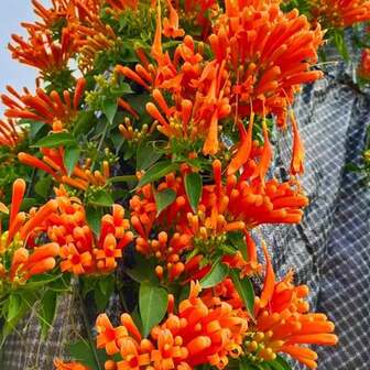 200 Semillas de Flor de Cañón Naranja-Roja, Color Saturado, Decoración Elegante para Espacios Verdes