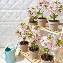 20pcs Cherry Blossom Seeds Tree Seeds Courtyard Flower Bed Seeds Indoor Garden Ornamental Flowers Home Gardening Home Cultivation Blooms in Spring for Flower Bed Decoration