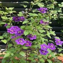 ¡Regalo perfecto para el Día de la Madre! 100 semillas de Clemátide 'Love Show', fáciles de cultivar y florecer. Ideal para macetas de balcón o jardín. Bricolaje de jardinería creativa, decora el hogar y disfruta de la plantación. ¡Regalo único para mayores, amigos y amantes de la jardinería, contempla la vida florecer! - Multicolor - Ver 7